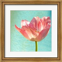 Pink Tulip Fine Art Print