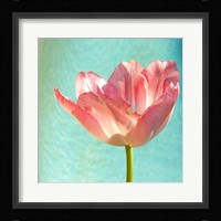 Pink Tulip Fine Art Print