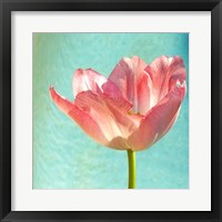 Pink Tulip Fine Art Print