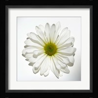 White Daisy II Fine Art Print