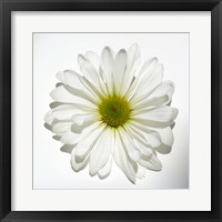 White Daisy II Fine Art Print