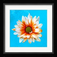 Peach Daisy Fine Art Print