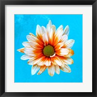 Peach Daisy Fine Art Print
