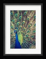 Royally Blue I Fine Art Print
