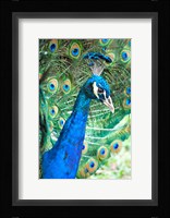 Royally Blue II Fine Art Print