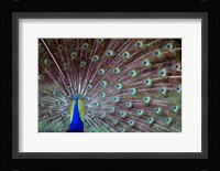 Wild Beauty Fine Art Print