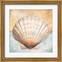 Seashell Collection III Fine Art Print