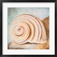 Seashell Collection IV Fine Art Print