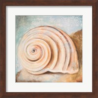 Seashell Collection IV Fine Art Print