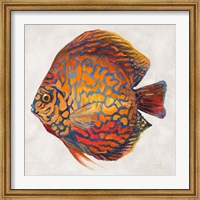 Little Fish II Fine Art Print