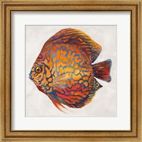 Little Fish II Fine Art Print