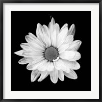 White Daisy I Fine Art Print