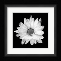 White Daisy I Fine Art Print