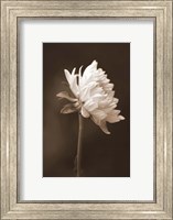 Sepia Flower I Fine Art Print