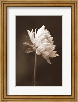 Sepia Flower I Fine Art Print