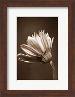 Sepia Flower II Fine Art Print