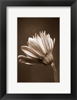 Sepia Flower II Fine Art Print
