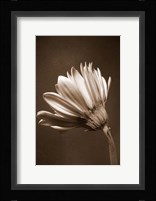 Sepia Flower II Fine Art Print