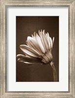 Sepia Flower II Fine Art Print