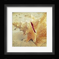 Conch Fine Art Print