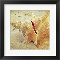 Conch Fine Art Print