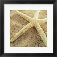 Starfish Fine Art Print