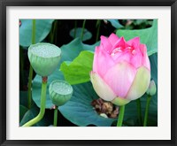 Purple Lotus I Fine Art Print