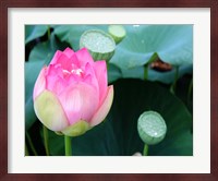 Purple Lotus II Fine Art Print