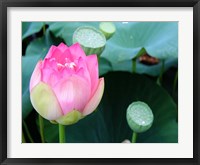 Purple Lotus II Fine Art Print