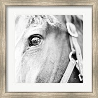 In the Stable I Fine Art Print