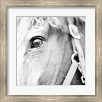 In the Stable I Fine Art Print