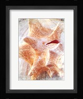 Conch I Fine Art Print