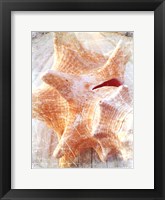 Conch I Fine Art Print