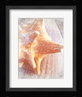 Conch II Fine Art Print