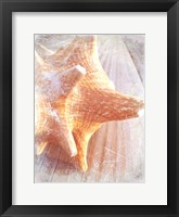 Conch II Fine Art Print