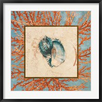 Coral Medley Shell II Fine Art Print