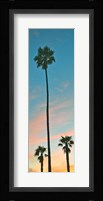 Sunset Palms Fine Art Print