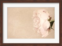 Alluring Flower Fine Art Print