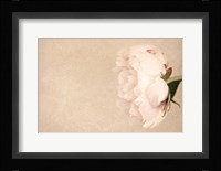 Alluring Flower Fine Art Print