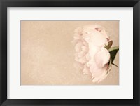 Alluring Flower Fine Art Print
