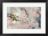 A Branch of Beauty Fine Art Print