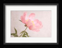 Soft Petals Fine Art Print