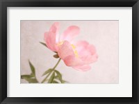 Soft Petals Fine Art Print