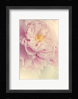 Angelic Petals Fine Art Print