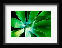 Green Intrigue Fine Art Print