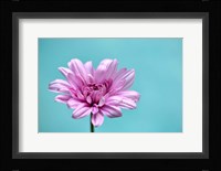 Surrounded in Blue Fine Art Print