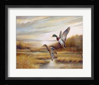 Mallards Fine Art Print