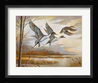 Pintails Fine Art Print