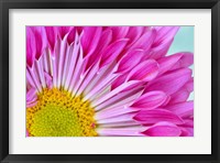 Fuschia Bloom Fine Art Print