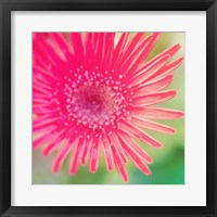 Pink Fun I Fine Art Print